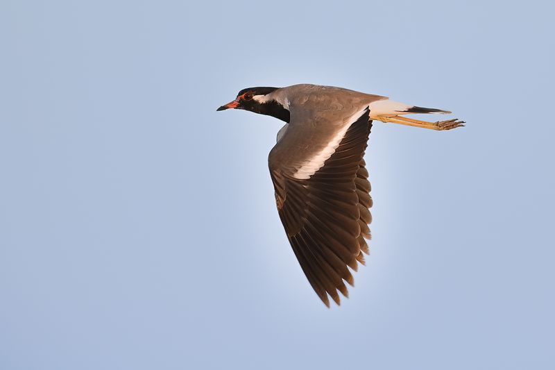 Red-wattled Plover(Vanellus indicus ssp aigneri)