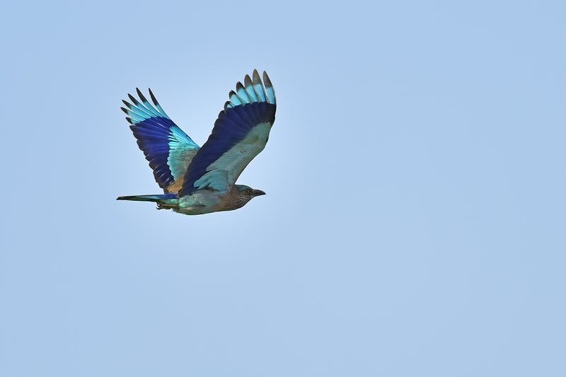 Indian Roller (Coracias benghalensis)