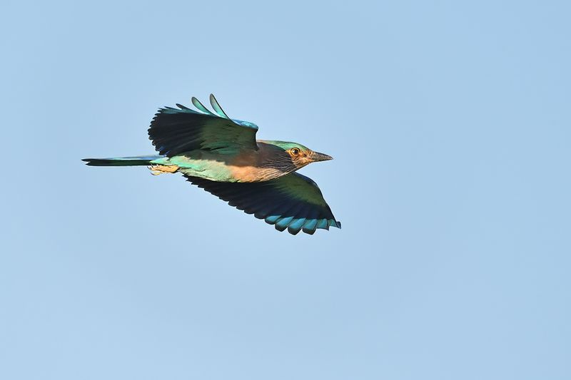 Indian Roller (Coracias benghalensis)