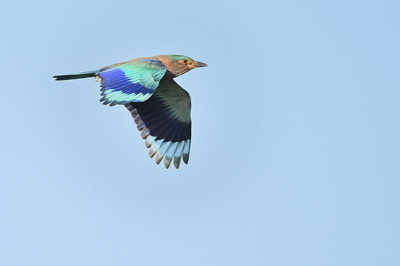 Indian Roller (Coracias benghalensis)