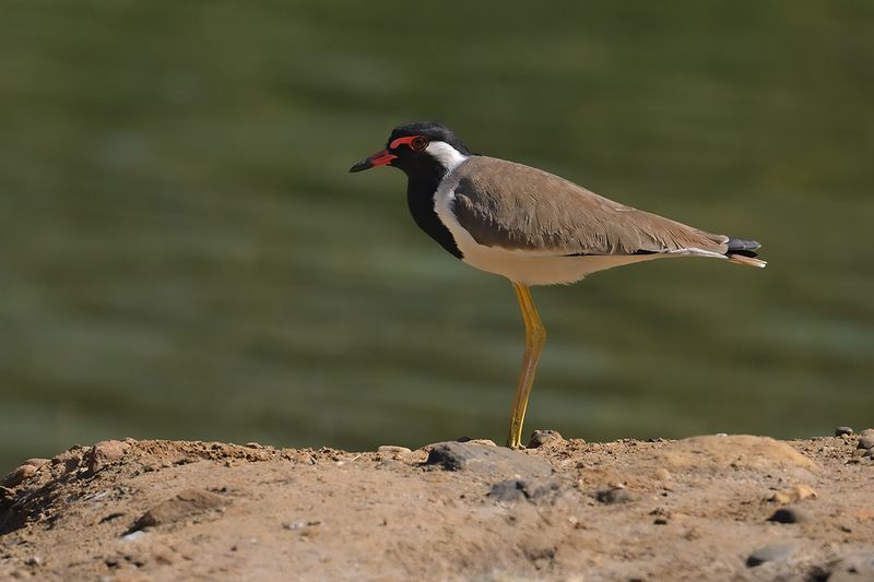Red-wattled Plover(Vanellus indicus ssp aigneri)