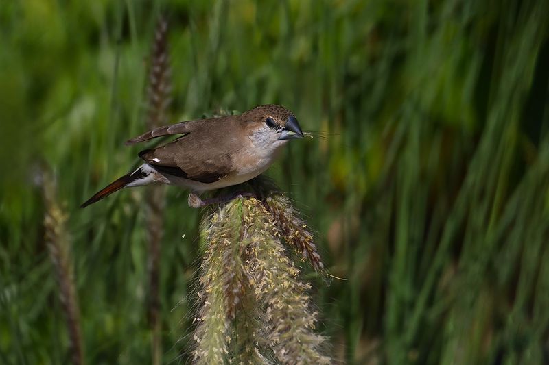 Indian Silverbill (Euodice malabarica)