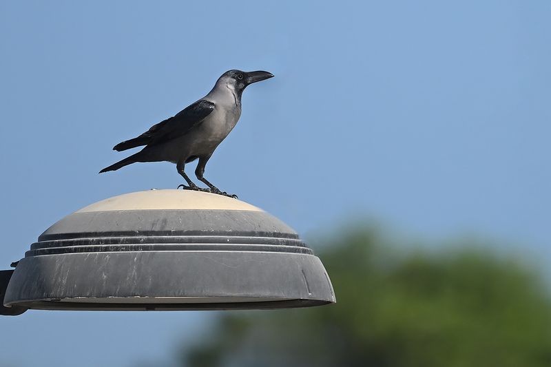 House Crow (Corvus splendens)