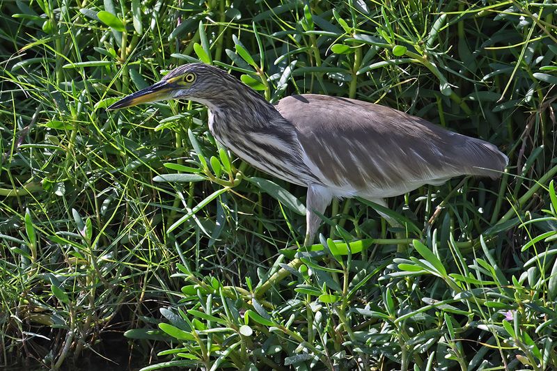 Indian Pond Heron (Ardeola grayii)