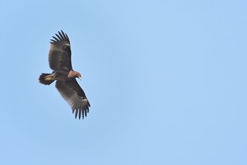 Greater Spotted Eagle (Aquila clanga)