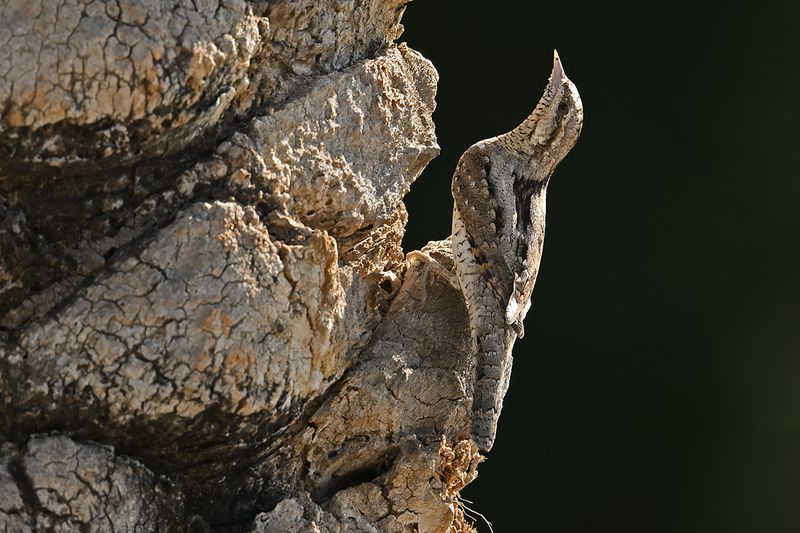 Eurasian Wryneck (Jynx torquilla)