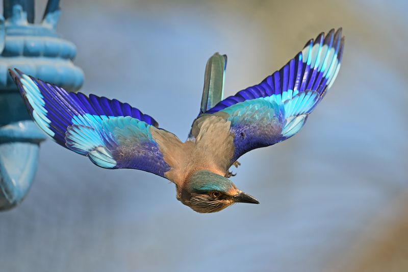 Gallery Indian Roller