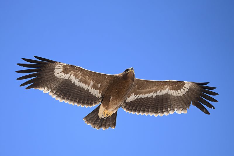 Steppe Eagle (Aquila nipalensis)