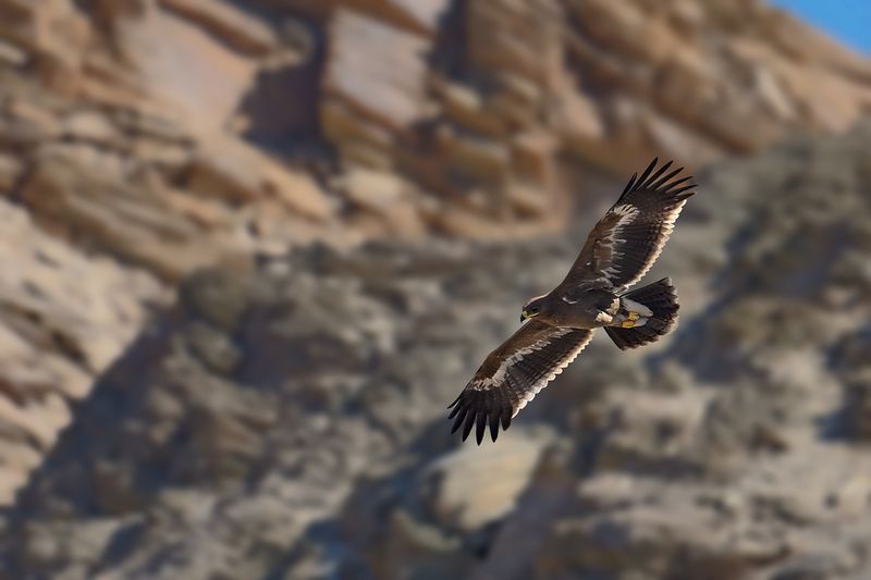 Steppe Eagle (Aquila nipalensis)