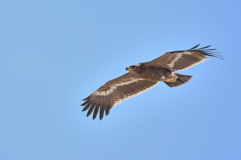 Steppe Eagle (Aquila nipalensis)