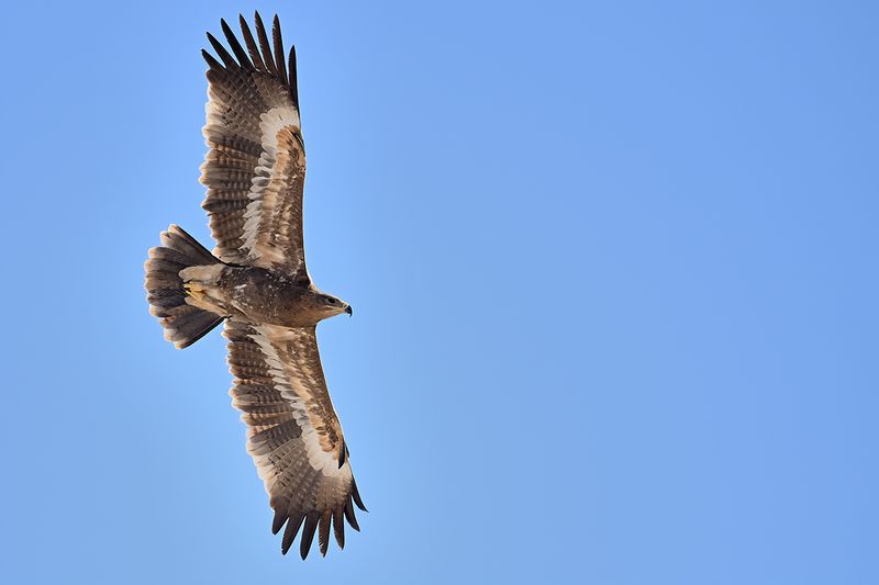 Steppe Eagle (Aquila nipalensis)