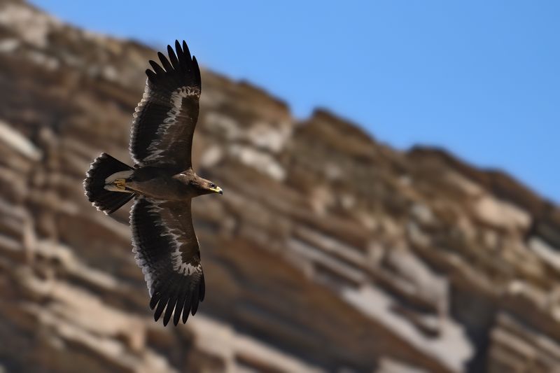 Gallery Steppe Eagle