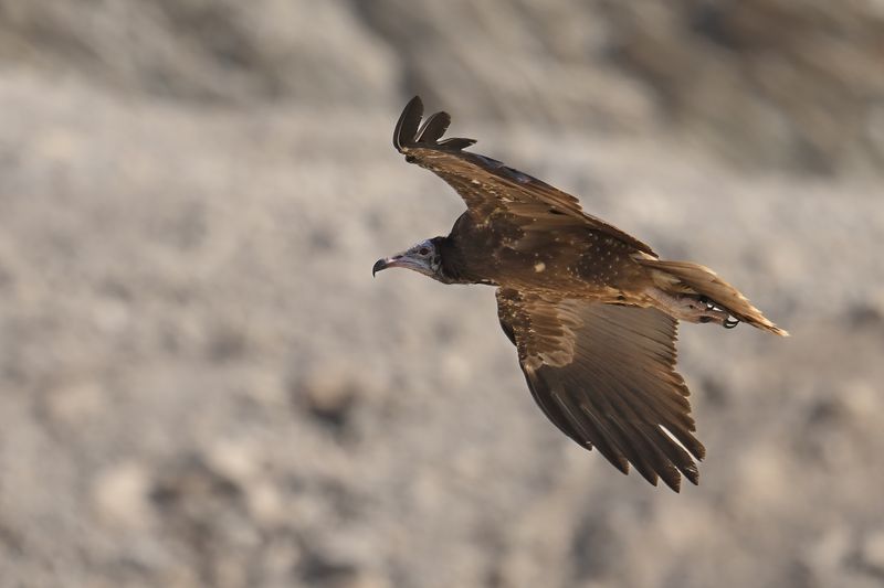 Gallery Egyptian Vulture