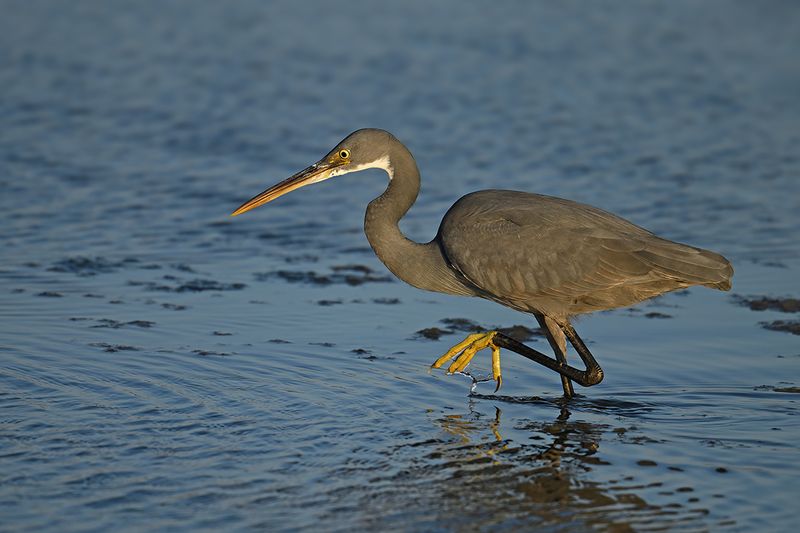 Gallery Western Reef Egret