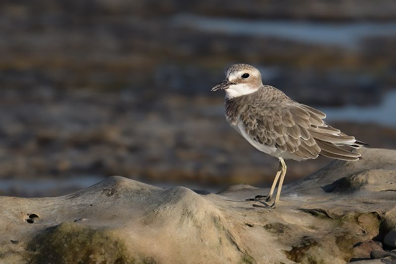 Gallery Greater Sand Plover