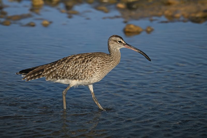 Gallery Whimbrel