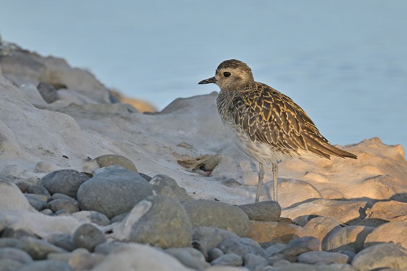 Gallery Pacific Golden Plover