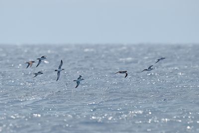 Gallery Yelkouan Shearwater