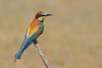 European Bee-eater(Merops apiaster)