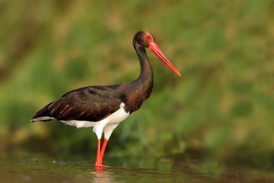 Black Stork (Ciconia nigra) 