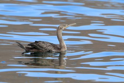 Gallery Socotra Cormorant