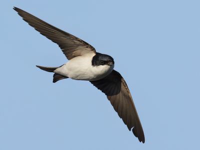 Common house martin (Delichon urbicum)
