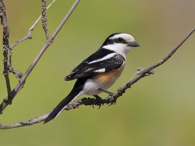 Gallery Masked Shrike 