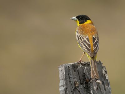 Gallery Black-headed Bunting
