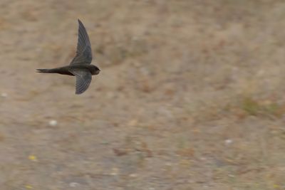 Plain Swift (Apus unicolor)