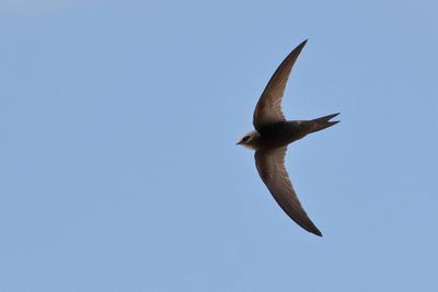 Plain Swift (Apus unicolor)