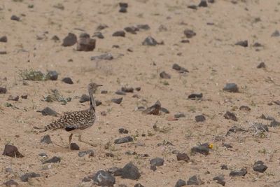 Canarian Houbara Bustard  (Chlamydotis undulata fuertaventurae)