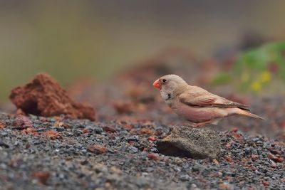 Trumpeter Finch (Bucanetes githagineus)