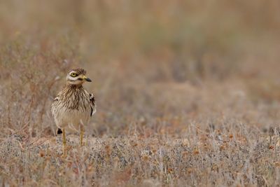 Eurasian Stone-Curlew (Burhinus oedicnemus ssp. insularum) 