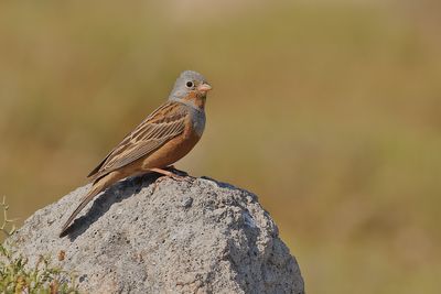 Cretzschmars Bunting (Emberiza caesia) 