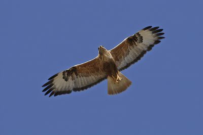 Gallery Long-legged Buzzard