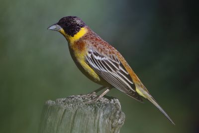 Black-headed Bunting (Emberiza melanocephala)