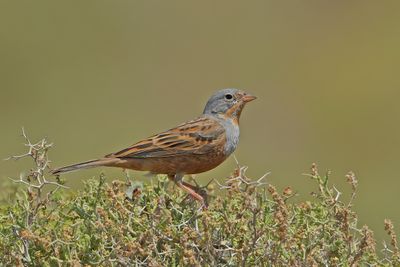 Cretzschmars Bunting (Emberiza caesia) 