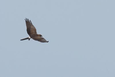 Montagus Harrier (Circus pygargus) 