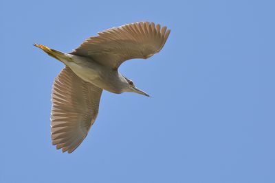 Black-crowned Night Heron ( Nycticorax nycticorax)