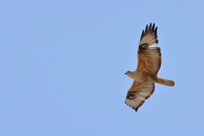 Long-legged Buzzard (Buteo rufinus) 