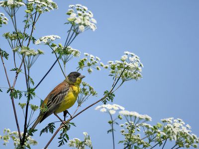 Black-headed Bunting (Emberiza melanocephala)