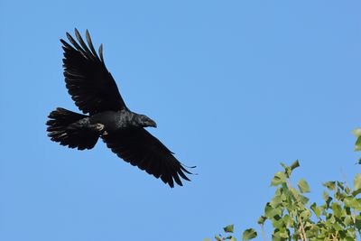 Northern Raven (Corvus corax)