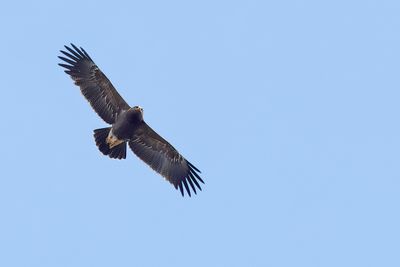 Lesser Spotted Eagle (Clanga pomarina)