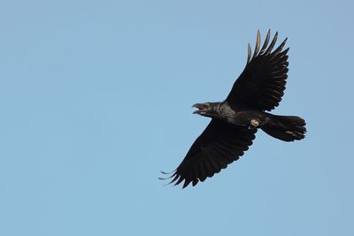 Northern Raven (Corvus corax)