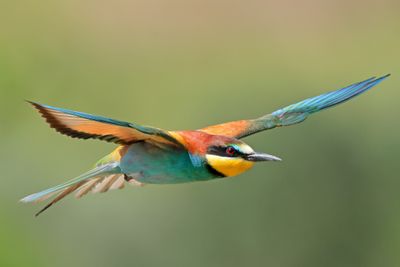 Gallery Bee-eater