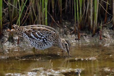 Great Snipe - (Gallinago media)