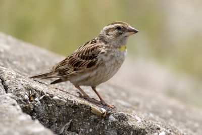 Gallery Rock Sparrow