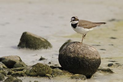 Gallery Little Ringed Plover