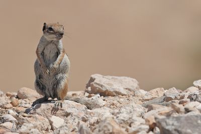 Barbary ground squirrel (Atlantoxerus getulus)