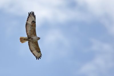 Long-legged Buzzard (Buteo rufinus)